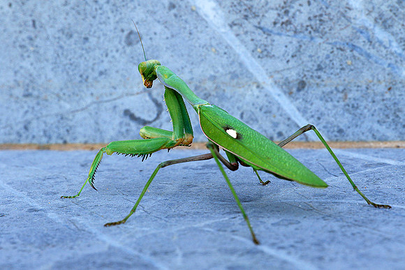 Praying mantis - Senegal