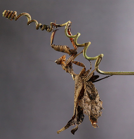 Leaf mantis acanthopid - Costa Rica