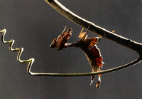Leaf mantis acanthopid - Costa Rica
