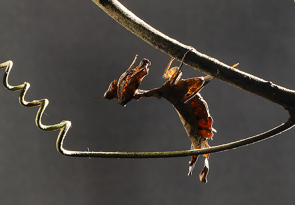 Leaf mantis acanthopid - Costa Rica