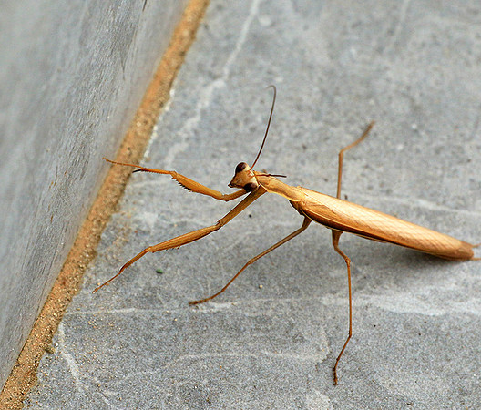 Praying mantis - Senegal