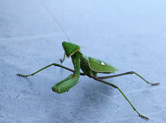 Praying mantis - Senegal