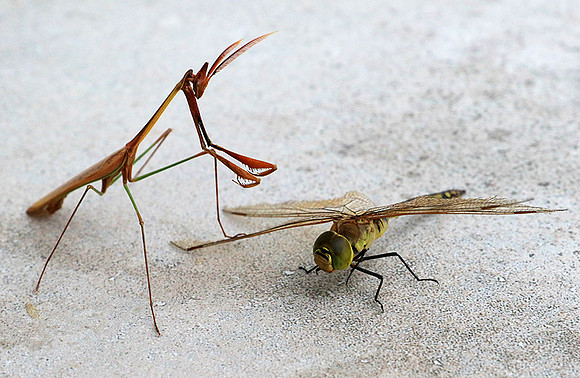 Empusa - Senegal