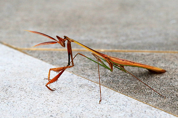 Empusa - Senegal
