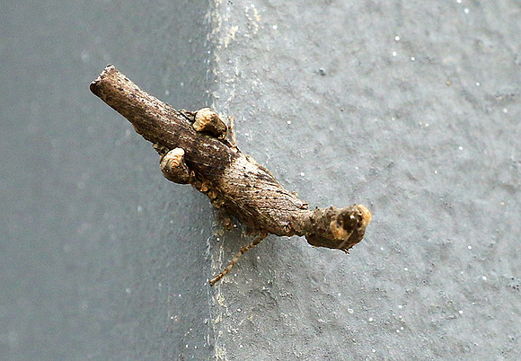 Empusa - Senegal