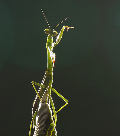 Praying mantis - Costa Rica