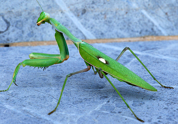 Praying mantis - Senegal