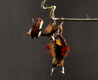 Leaf mantis acanthopid - Costa Rica