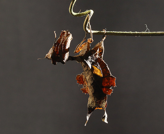 Leaf mantis acanthopid - Costa Rica