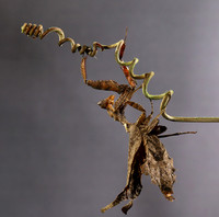 Leaf mantis acanthopid - Costa Rica
