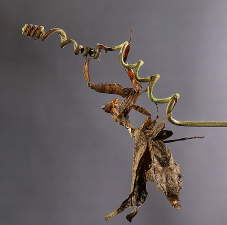 Leaf mantis acanthopid - Costa Rica