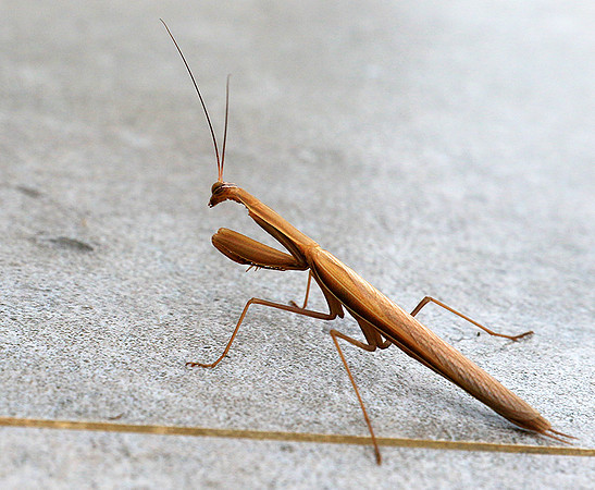 Praying mantis - Senegal