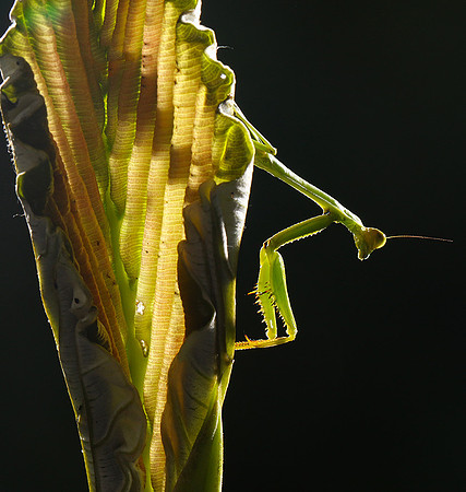 Praying mantis - Costa Rica