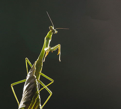 Praying mantis - Costa Rica