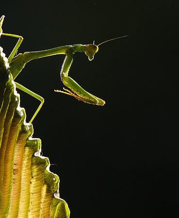 Praying mantis - Costa Rica