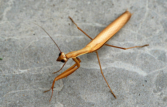 Praying mantis - Senegal