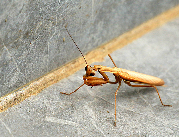 Praying mantis - Senegal