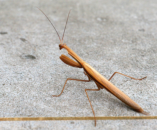 Praying mantis - Senegal