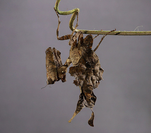 Leaf mantis acanthopid - Costa Rica