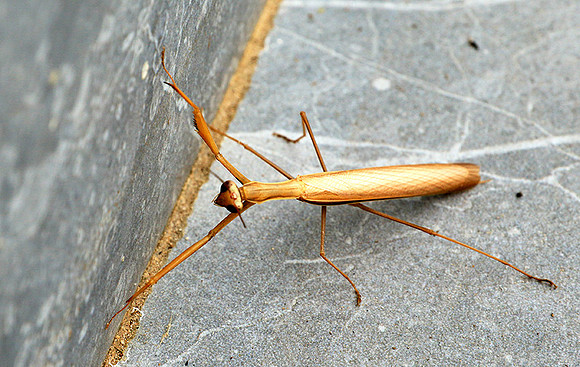 Praying mantis - Senegal