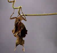Leaf mantis acanthopid - Costa Rica