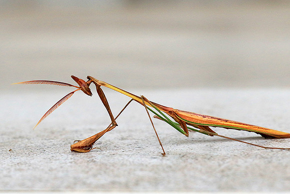 Empusa - Senegal