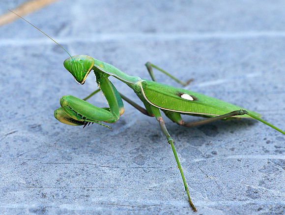 Praying mantis - Senegal