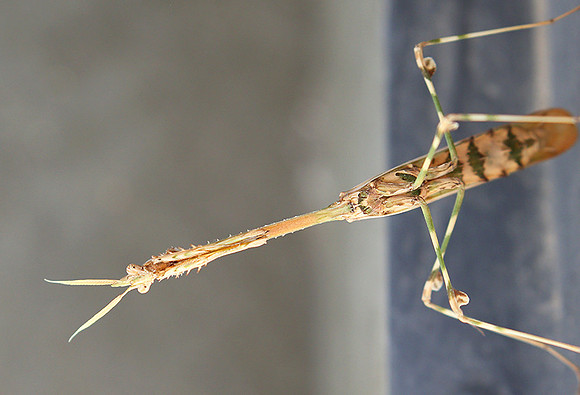 Empusa pennata - Senegal