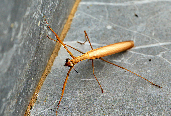 Praying mantis - Senegal