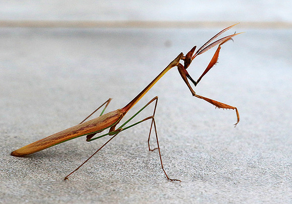 Empusa - Senegal