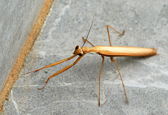 Praying mantis - Senegal