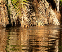 Reflection in a river - Meru National Park - Kenya