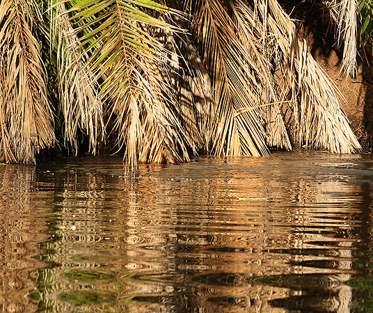 Reflection in a river - Meru National Park - Kenya