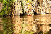 Reflection in a river - Meru National Park - Kenya