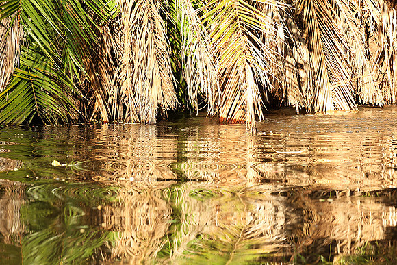 Reflection in a river - Meru National Park - Kenya