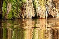 Reflection in a river - Meru National Park - Kenya
