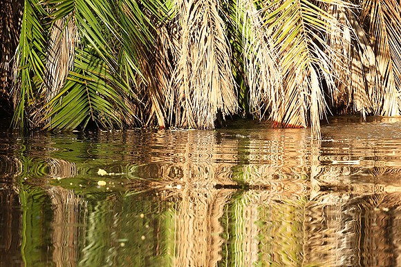 Reflection in a river - Meru National Park - Kenya