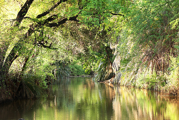 Reflection in a river - Meru National Park - Kenya