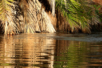 Reflection in a river - Meru National Park - Kenya