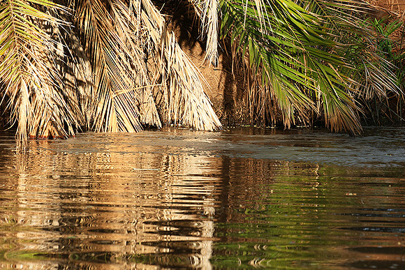 Reflection in a river - Meru National Park - Kenya