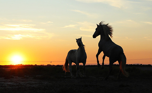 Sunset - Camargue
