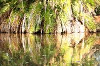 Reflection in a river - Meru National Park - Kenya