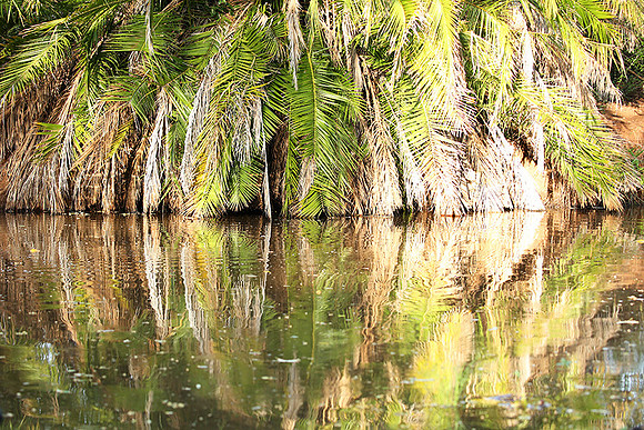 Reflection in a river - Meru National Park - Kenya