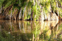 Reflection in a river - Meru National Park - Kenya