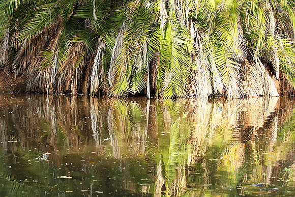 Reflection in a river - Meru National Park - Kenya