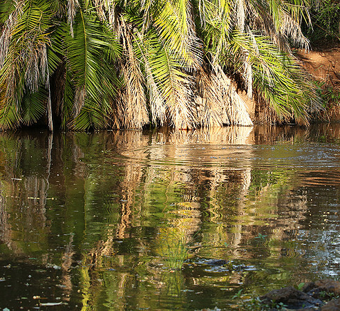 Reflection in a river - Meru National Park - Kenya