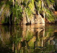 Reflection in a river - Meru National Park - Kenya