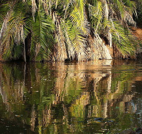 Reflection in a river - Meru National Park - Kenya