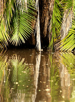 Reflection in a river - Meru National Park - Kenya