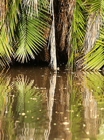 Reflection in a river - Meru National Park - Kenya